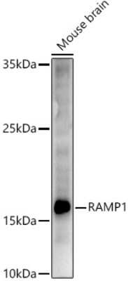 Western Blot: RAMP1 Antibody [NBP2-94078] - Western blot analysis of extracts of Mouse brain, using RAMP1 antibody (NBP2-94078) at 1:500 dilution. Secondary antibody: HRP Goat Anti-Rabbit IgG (H+L) at 1:10000 dilution. Lysates/proteins: 25ug per lane. Blocking buffer: 3% nonfat dry milk in TBST. Detection: ECL Enhanced Kit. Exposure time: 90s.